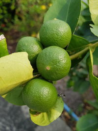 Close-up of fruits on tree