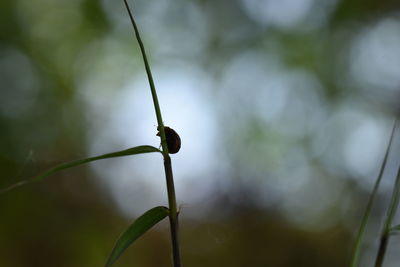 Close-up of plant