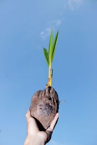 Newly grown coconut tree. close-up of hand holding plant against sky