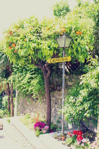 Plants growing on a tree