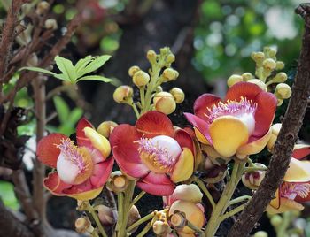 Close-up of red flowering plant