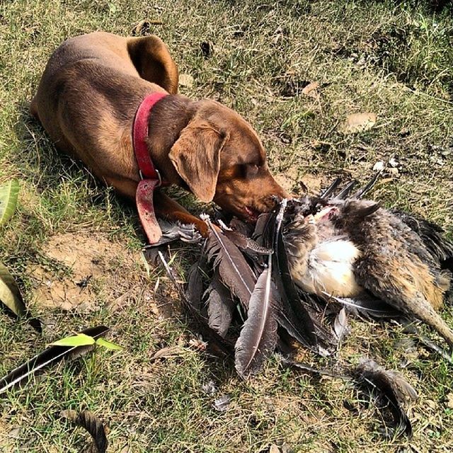 animal themes, domestic animals, mammal, one animal, livestock, high angle view, two animals, field, grass, pets, dog, standing, relaxation, full length, brown, zoology, no people, young animal, lying down, day