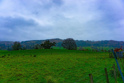 Scenic view of agricultural field against sky