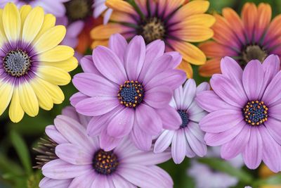 Looking down on mixed osteospermum