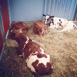 High angle view of dogs in pen