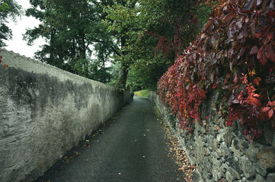 Empty road amidst trees