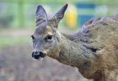 Close-up of a lizard