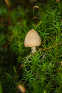 Close-up of mushroom in grass