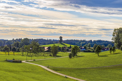 Oak on a hill in allgäu in front of an evening sky with colourful clouds