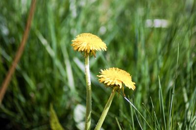 Close-up of yellow flowering plant on field