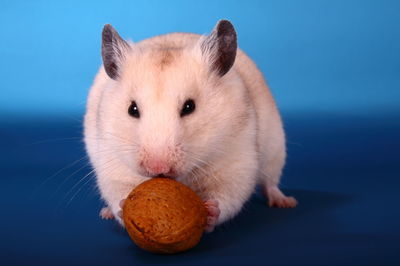 Golden hamster eating walnut on blue surface