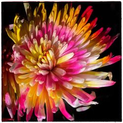 Close-up of lotus blooming outdoors