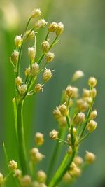 Close-up of flowering plant