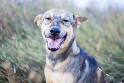 Close-up of dog on field