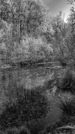 Reflection of bare trees in lake