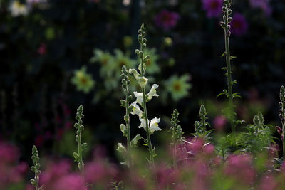 Close-up of purple flowering plants on field