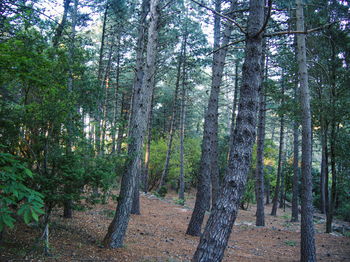 Trees in forest