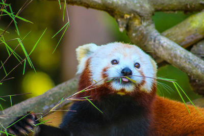 Close-up of an animal looking away