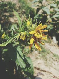 Close-up of plant