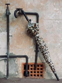 Cat hanging on metal wall