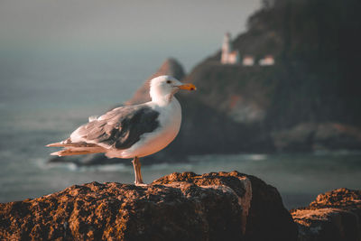 Close-up of seagull perching on rock