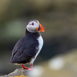 Close-up of bird perching on rock