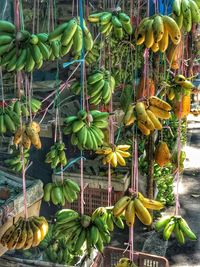 Bananas hanging at market for sale