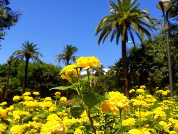 Yellow flowers blooming against clear sky