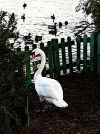 White swan perching on lake