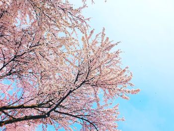 Low angle view of cherry blossoms against sky