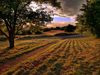 Trees on field against sky at sunset