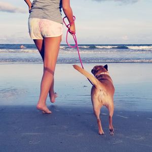 Low section of girl walking with dog on shore at beach