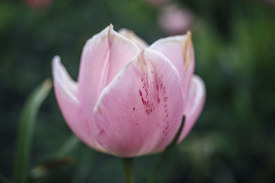 Close-up of pink flower