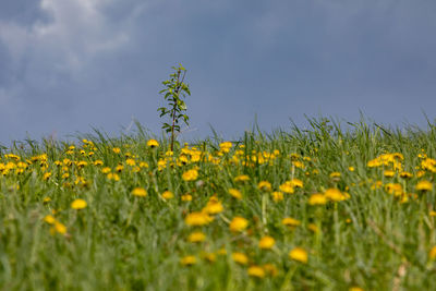plant