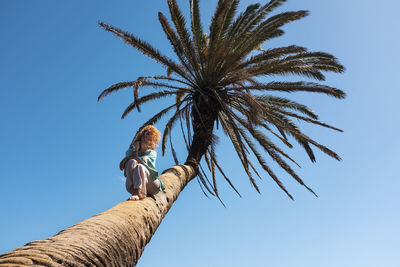 Low angle view of palm tree against clear blue sky