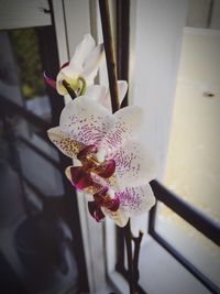 High angle view of white orchid on plant