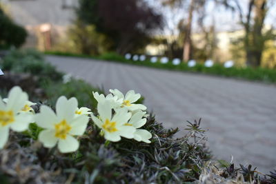 Close-up of yellow flowering plants in park