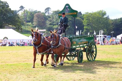 Horse cart in a field