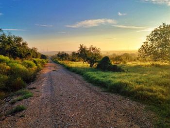 Dirt road amidst trees against sky