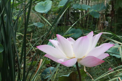 Close-up of pink lotus water lily on field