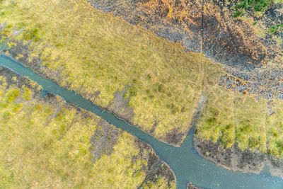 High angle view of lake along trees