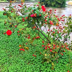 Close-up of red flowers growing on tree