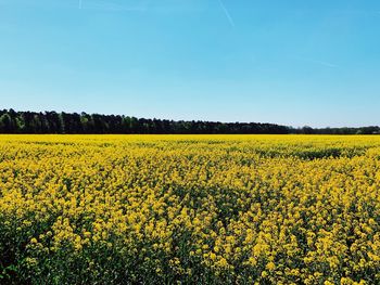 Scenic view of oilseed rape field against sky