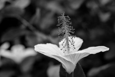 Close-up of white flowering plant