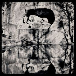 Reflection of trees in water