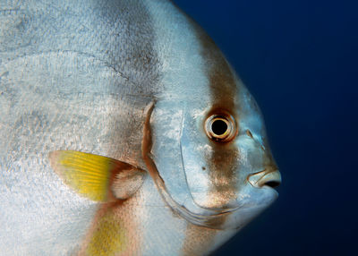 Close-up of fish swimming in sea