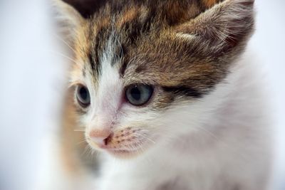 Close-up of cat looking away