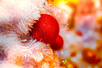 Close-up of jellyfish swimming in water