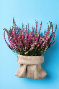 Close-up of pink flower against blue background