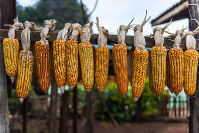 Panoramic shot of various fruits hanging at market stall